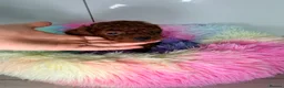 Toy Poodle dogs for sale: Asian Tiny teddy Poodles Boys and Girl  - Advert 17