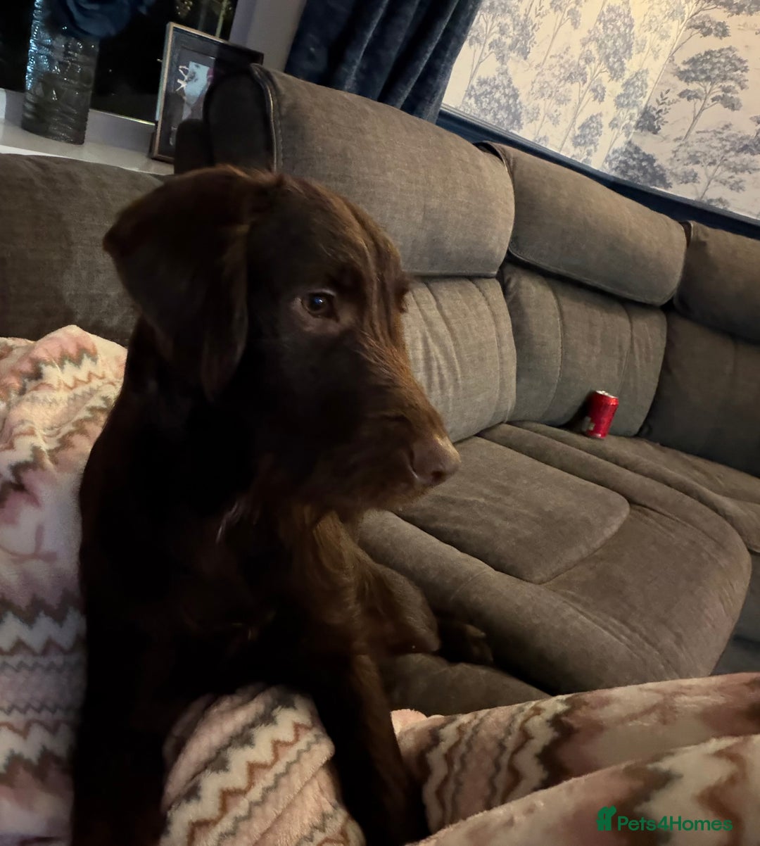 Mixed Breed dogs for sale: Gorgeous dogs, amazing pets & great temperaments!  - Advert 11