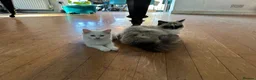 Ragdoll cats for sale: Super rare cute cuddly confident ragdoll kittens in Bexhill-on-Sea - Advert 24