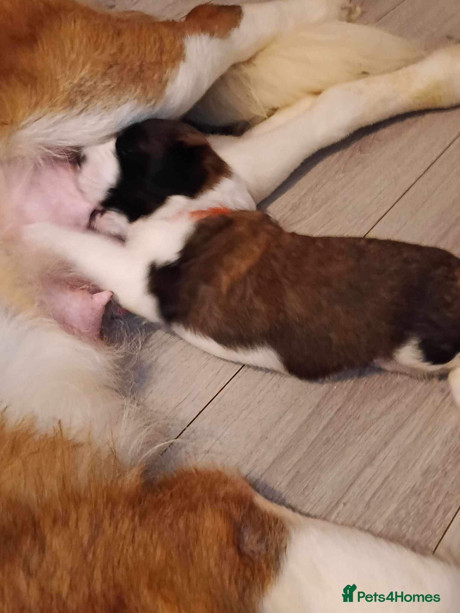 Saint Bernard dogs St Bernard kc registered puppies - Advert 2