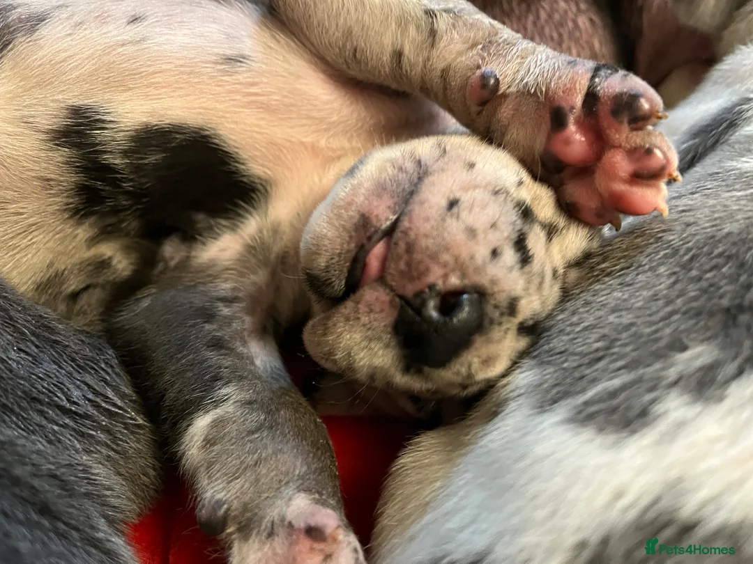 Great Dane dogs for sale: Kc reg Great Dane pups - Advert 8