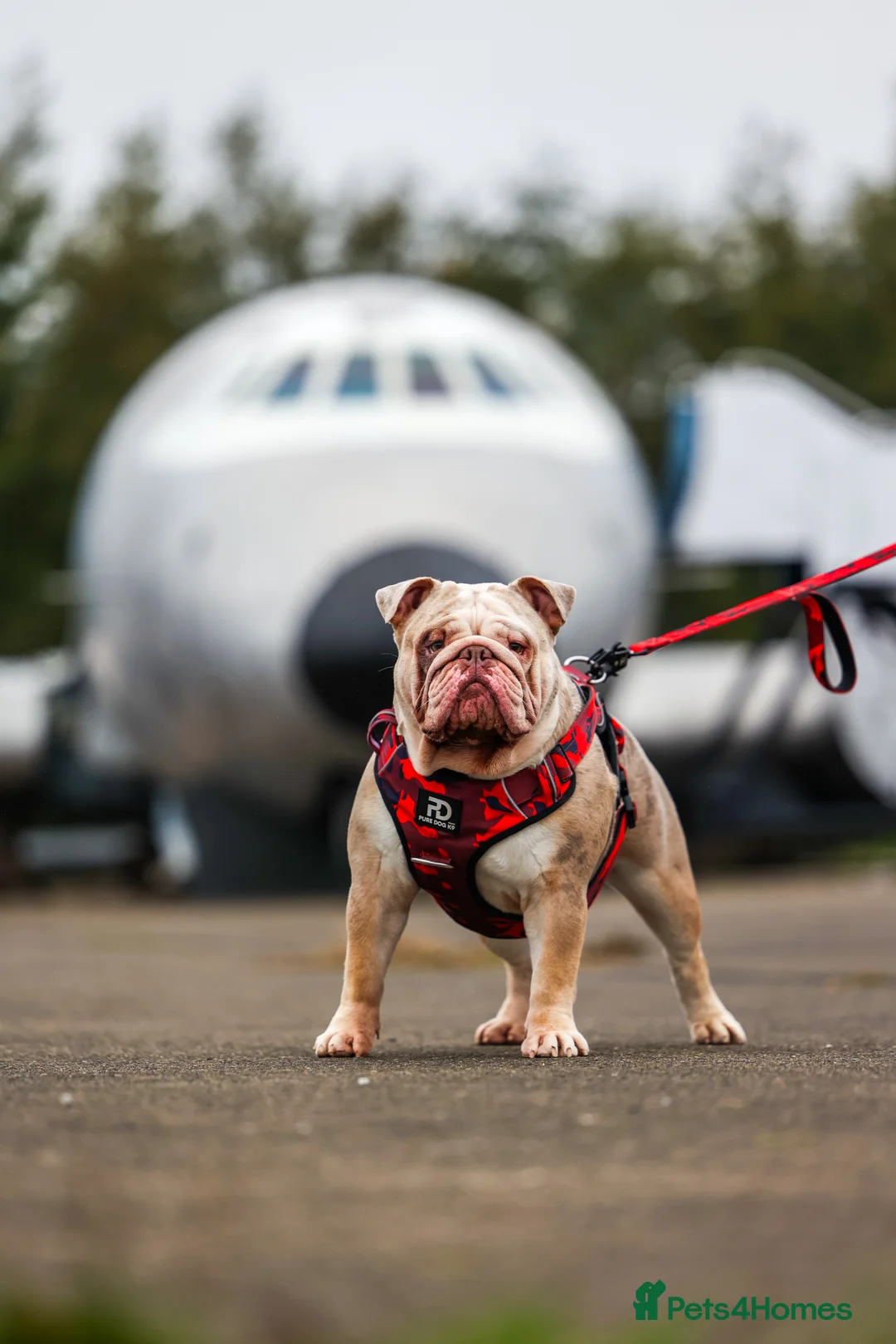 English Bulldog dogs for stud: Bulldog stud kc registered  - Advert 2