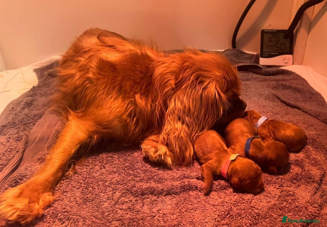 Cavalier King Charles Spaniel dogs for sale: Cavalier King Charles Spaniel Puppies KC Reg - Advert 7