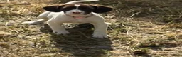 Sprollie dogs for sale: Gorgeous Sprollie puppies - Advert 14