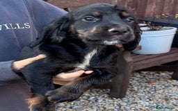 Cocker Spaniel dogs for sale: Working cocker spaniels  - Image 32