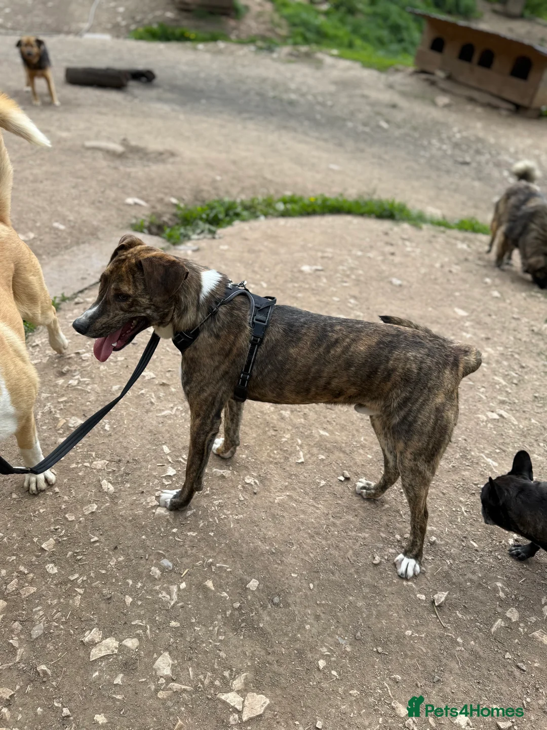 Mixed Breed dogs for adoption: Oak is looking for a family! in Brighton - Advert 3