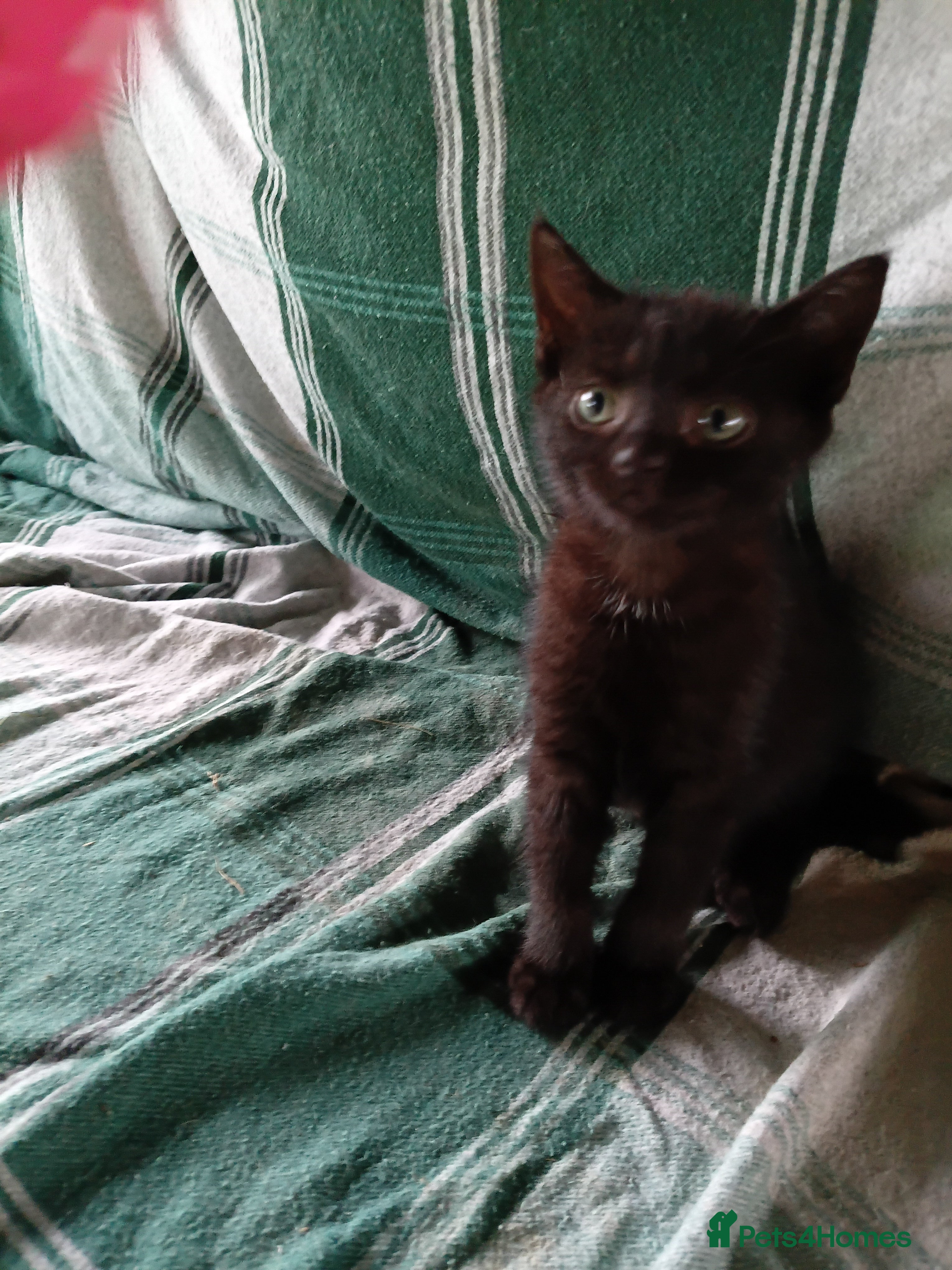 Mixed Breed cats RAGDOLL/BENGAL X - Advert 2