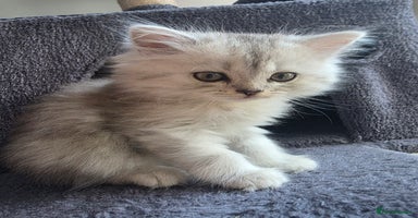 Persian cats - Advert 7