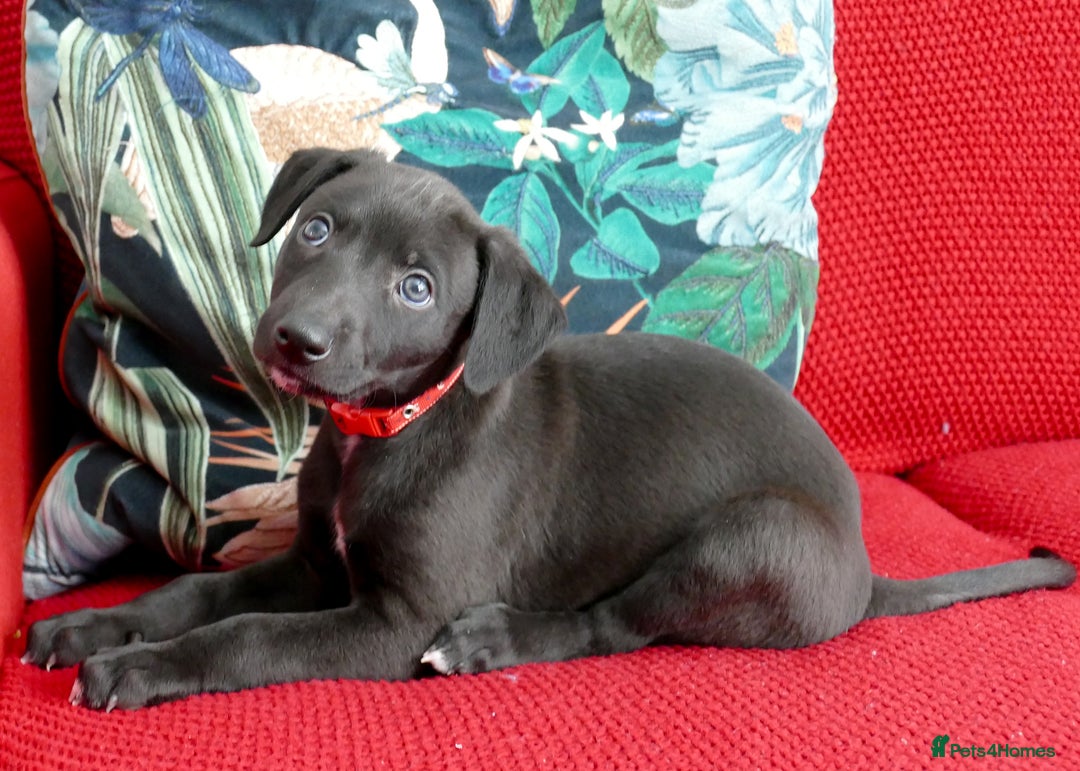 Whippet dogs for sale: Beautiful Pedigree Whippet puppies, healthy happy  - Image 3