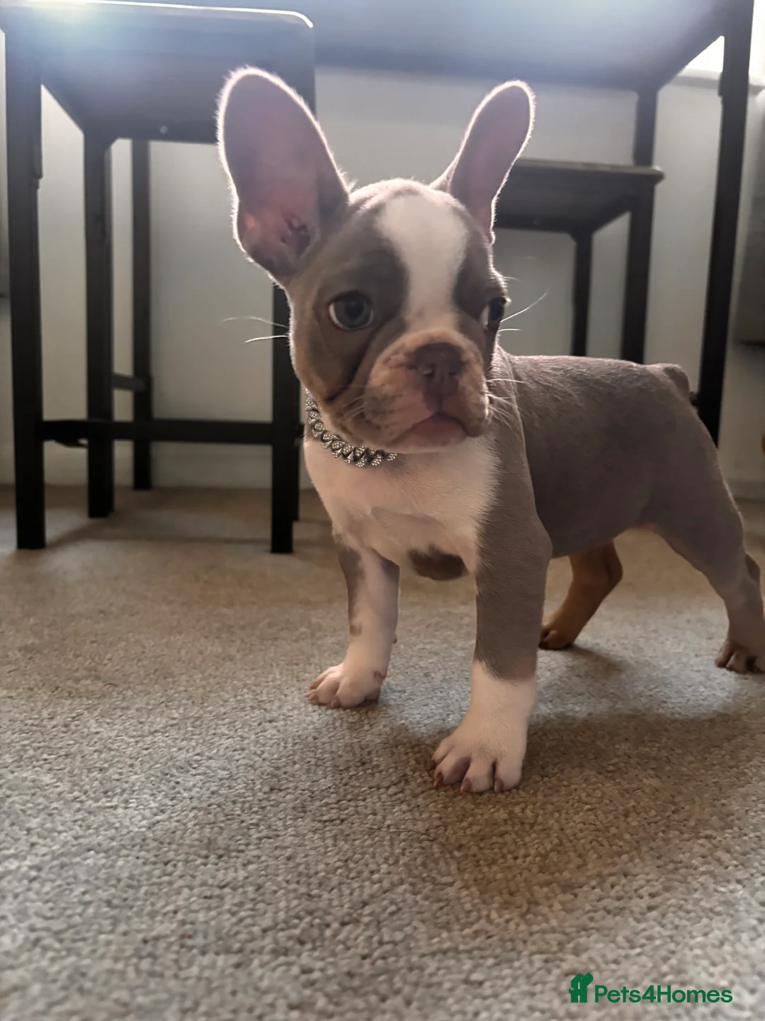 French Bulldog dogs for sale: french bulldog pup - Advert 1