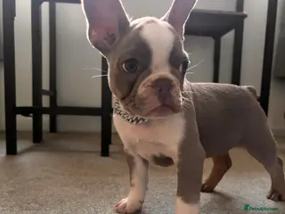 French Bulldog dogs french bulldog pup - Advert 1
