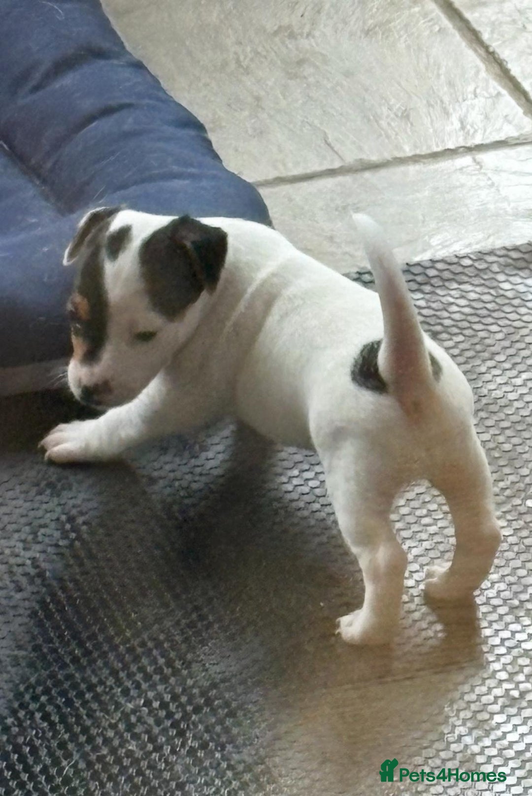 Jack Russell dogs for sale: Jack Russell Puppies  - Image 11