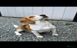 Beagle dogs for sale: Beautiful beagle puppies  - Advert 3