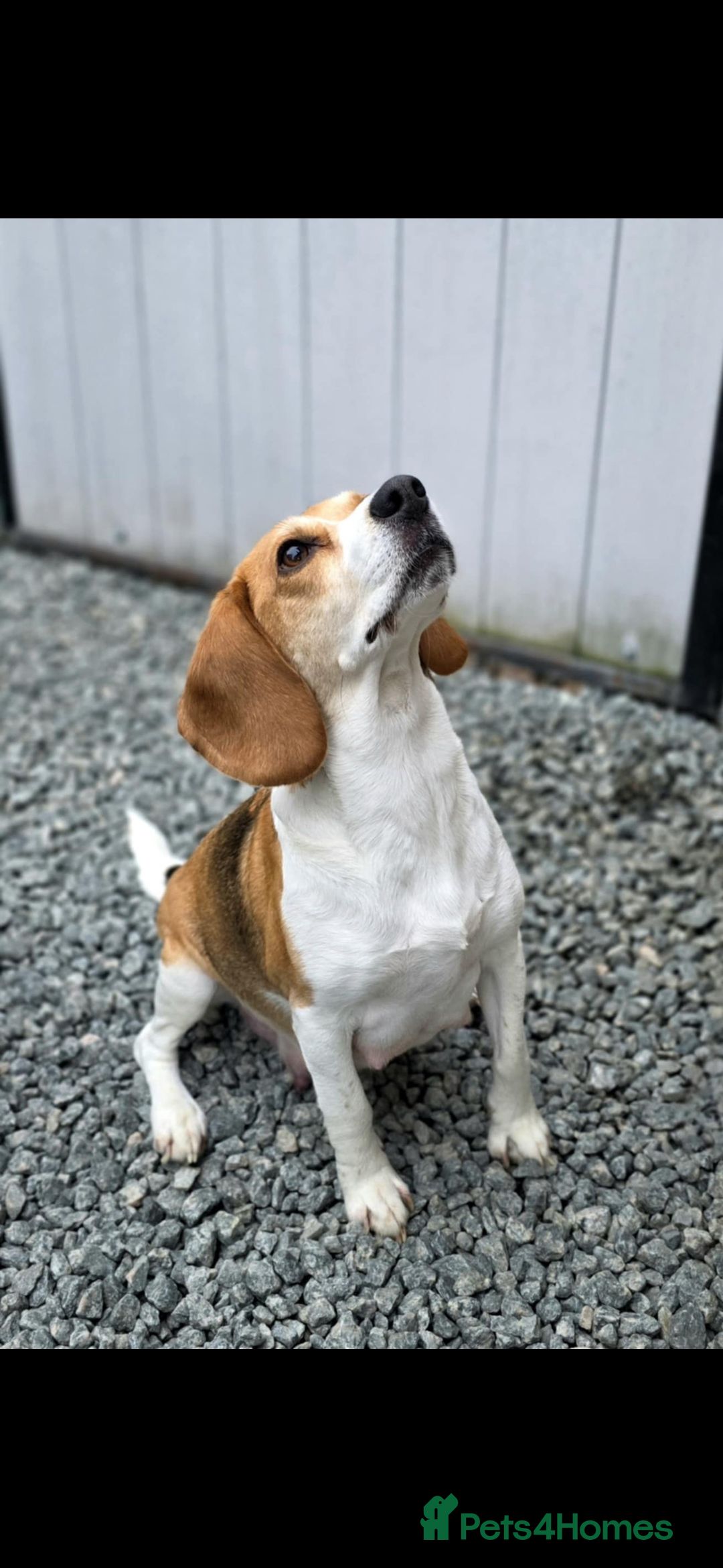 Beagle dogs for sale: Beautiful beagle puppies  - Advert 3