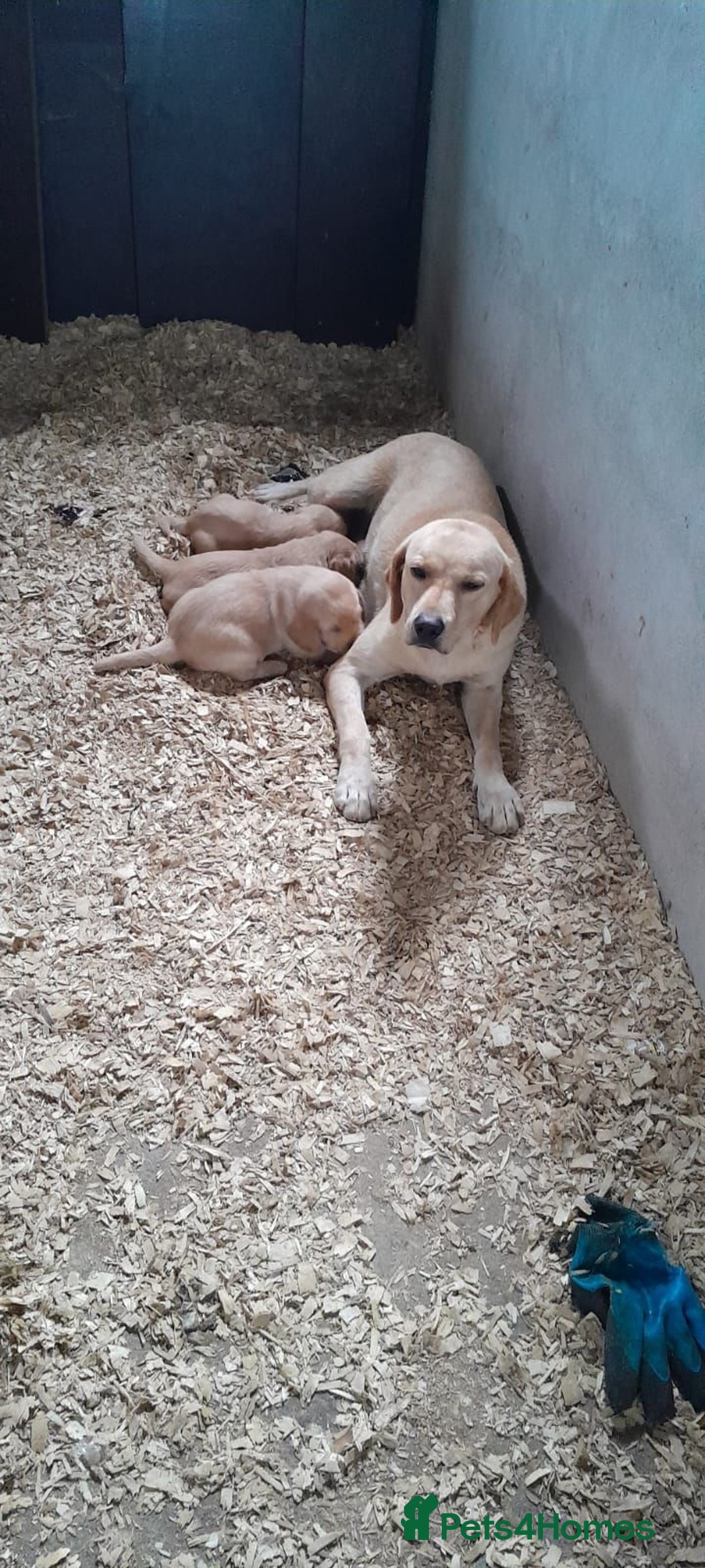 Labrador Retriever dogs for sale: Labrador puppies - Image 17