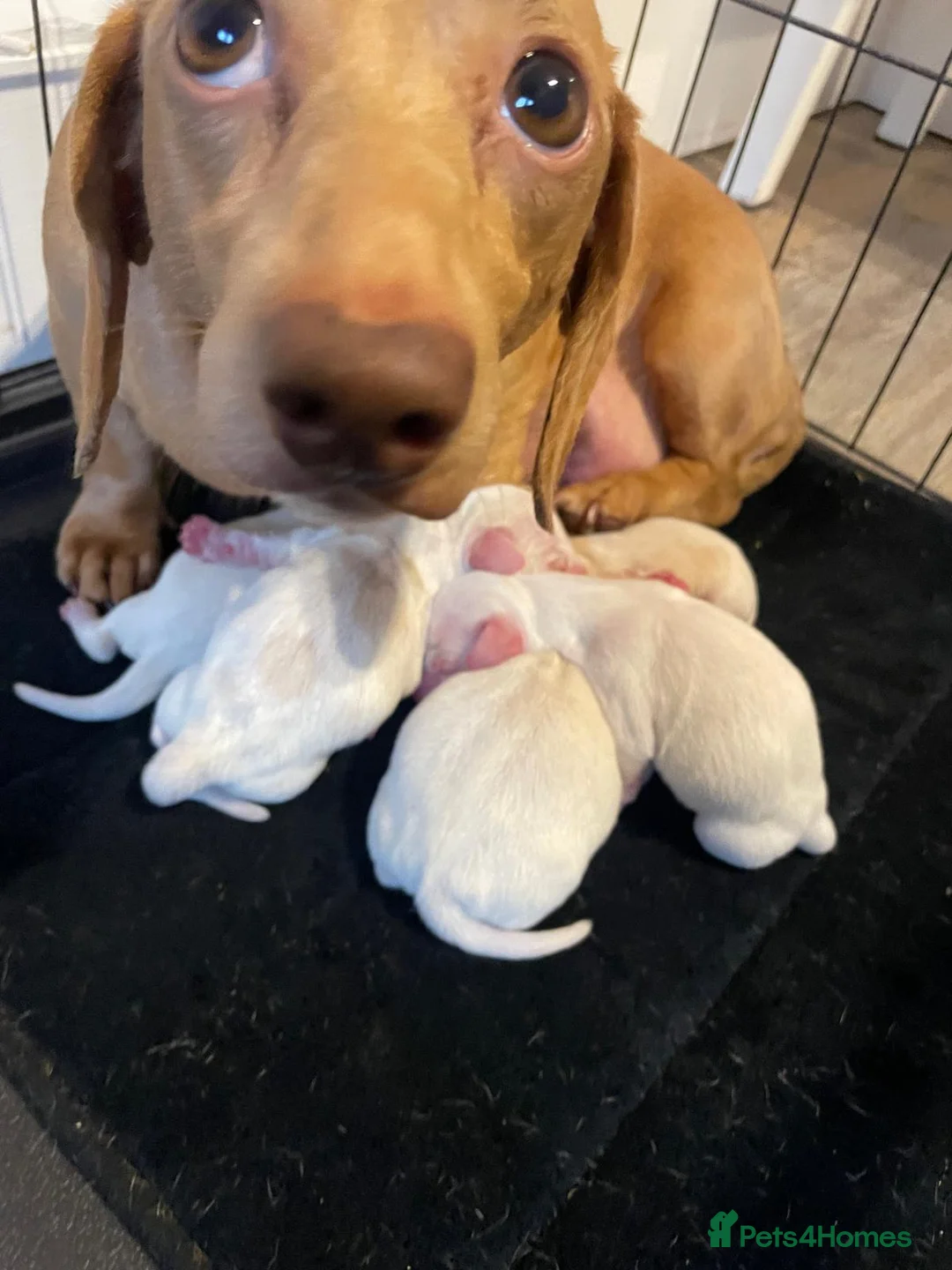 Miniature Dachshund dogs for stud: Smooth Cream Piebald for Stud  in Motherwell - Advert 3