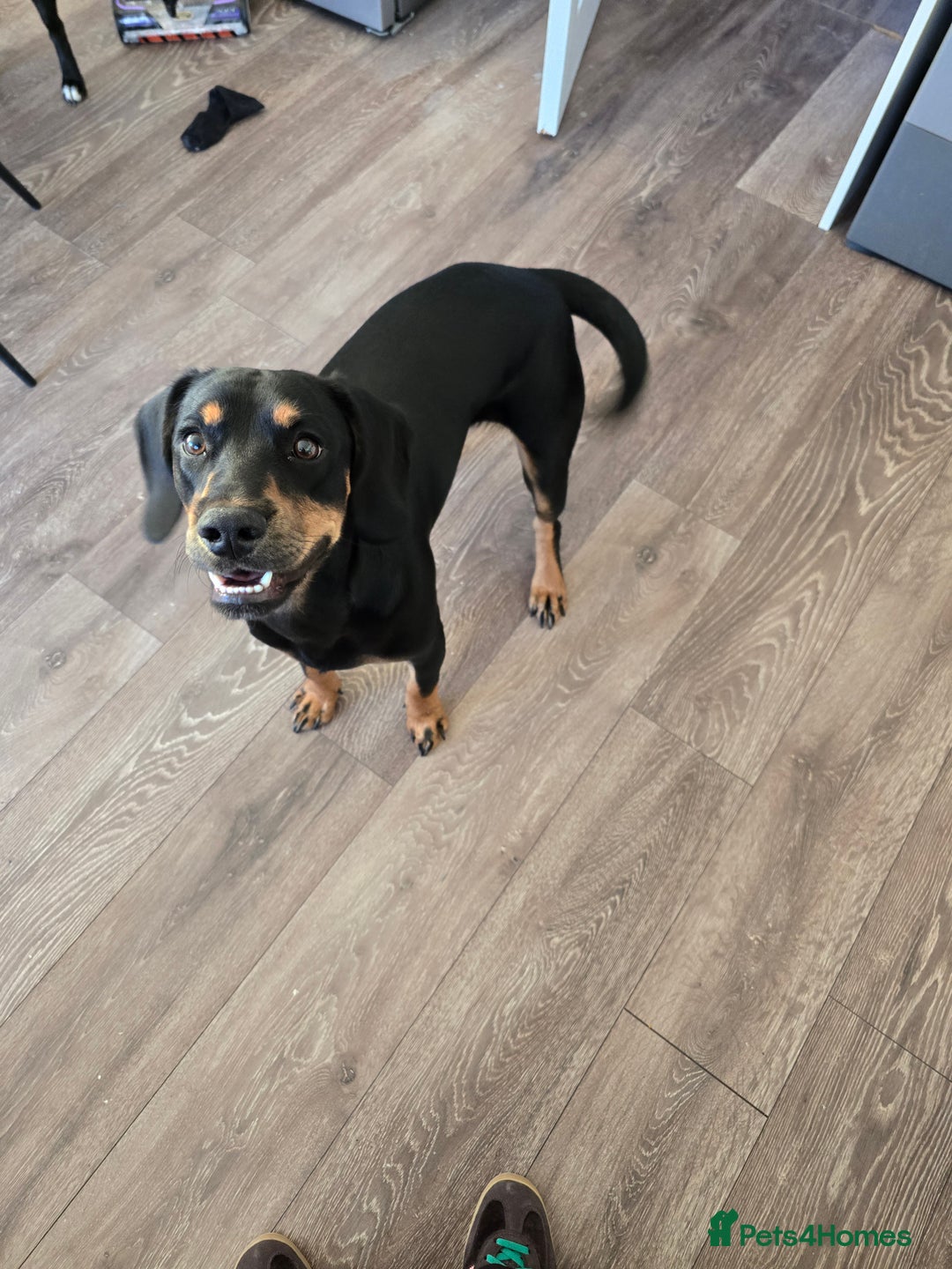 Mixed Breed dogs for sale: Cockador 8 months old - Image 4