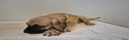 Great Dane dogs for sale: Sarhara & Atlanta are show quality Great Danes - Advert 12