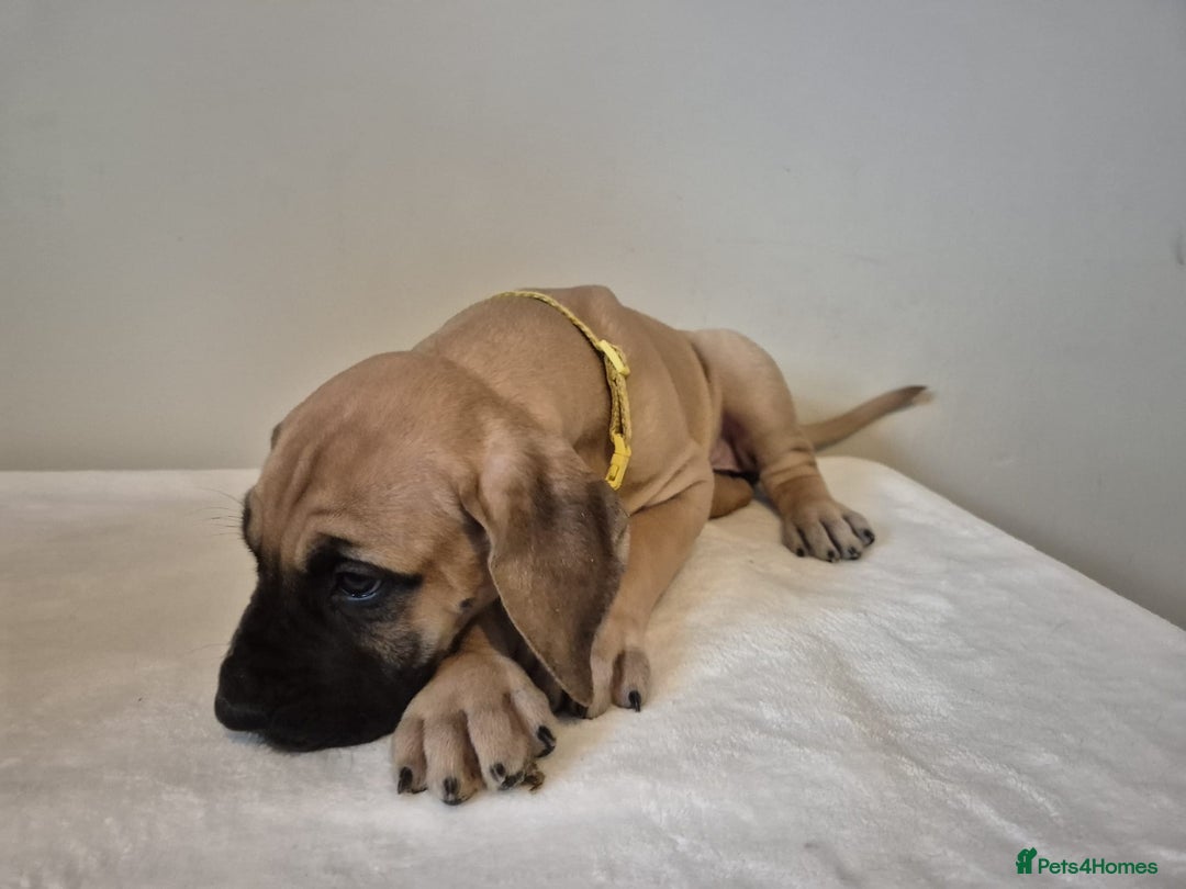 Great Dane dogs for sale: Amazing show quality Great Dane Puppies  - Advert 6
