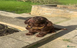 Cocker Spaniel dogs for sale: Stunning working Cocker spaniel puppies 🐾 - Image 2