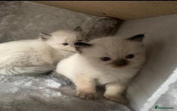 Ragdoll cats for sale: BEAUTIFUL PEDIGREE RADOLL KITTENS!!! - Image 4