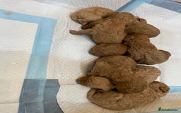 Goldendoodle dogs for sale: Australian Goldendoodel puppies  - Image 4