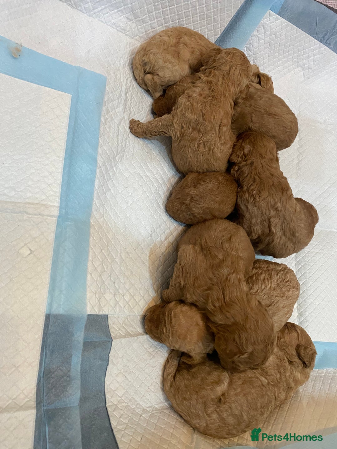 Goldendoodle dogs for sale: Australian Goldendoodel puppies  - Image 4