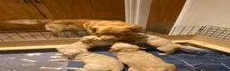 Golden Retriever dogs for stud: KCReg Proven Gorgeous Golden Retriever  - Advert 10
