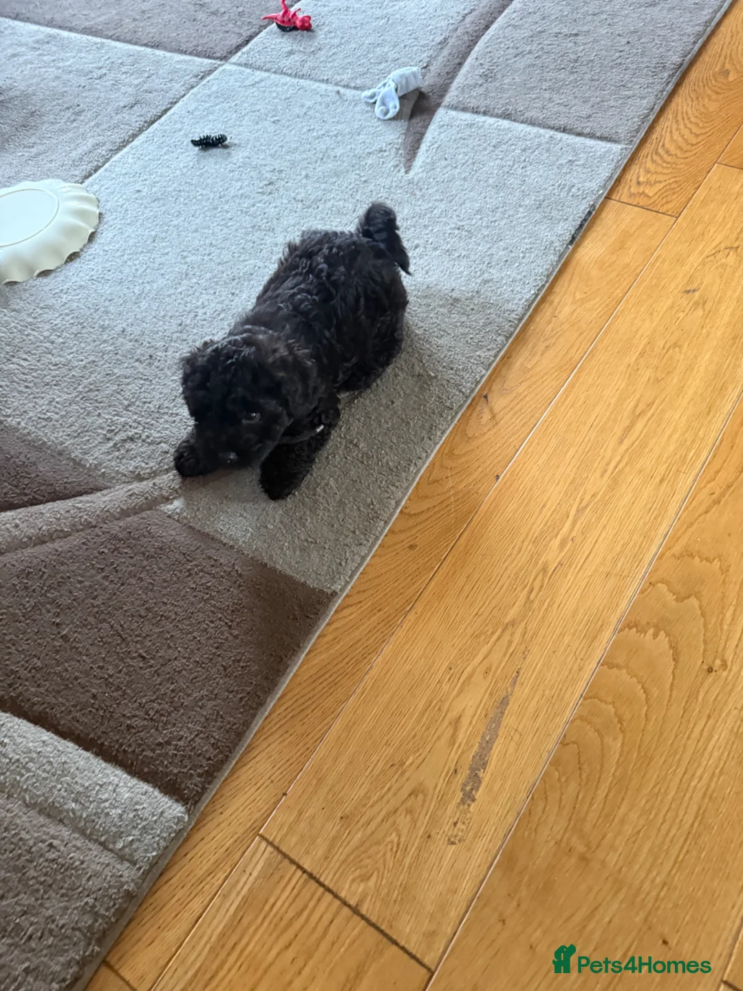 Cavapoo dogs for sale: 4 month old cavapoo for sale  in Waltham Cross - Advert 1