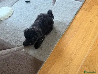 Cavapoo dogs 4 month old cavapoo for sale - Advert 5