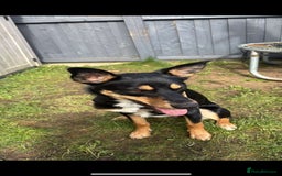 Australian Kelpie dogs for sale: Australian kelpi/ mix unknown ******  - Image 3