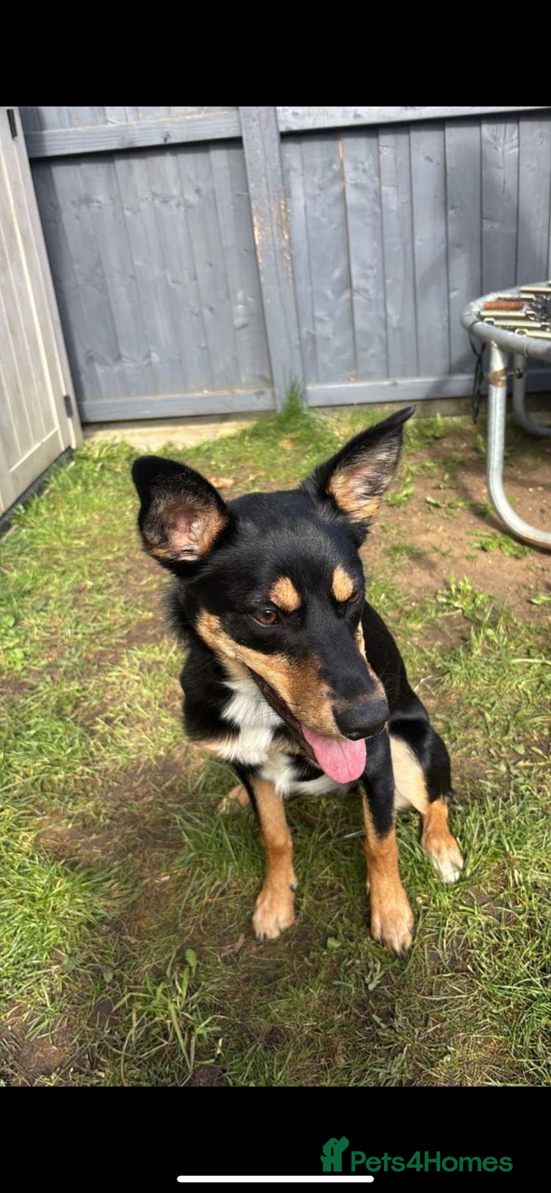 Australian Kelpie dogs for sale: Australian kelpi/ mix unknown ******  - Image 3