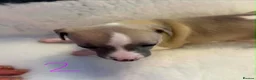 Whippet dogs for sale: Stunning whippet Bitch puppy  - Advert 11