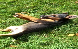 Mixed Breed dogs for sale: Border X Lakeland Terrier Puppies - Image 13