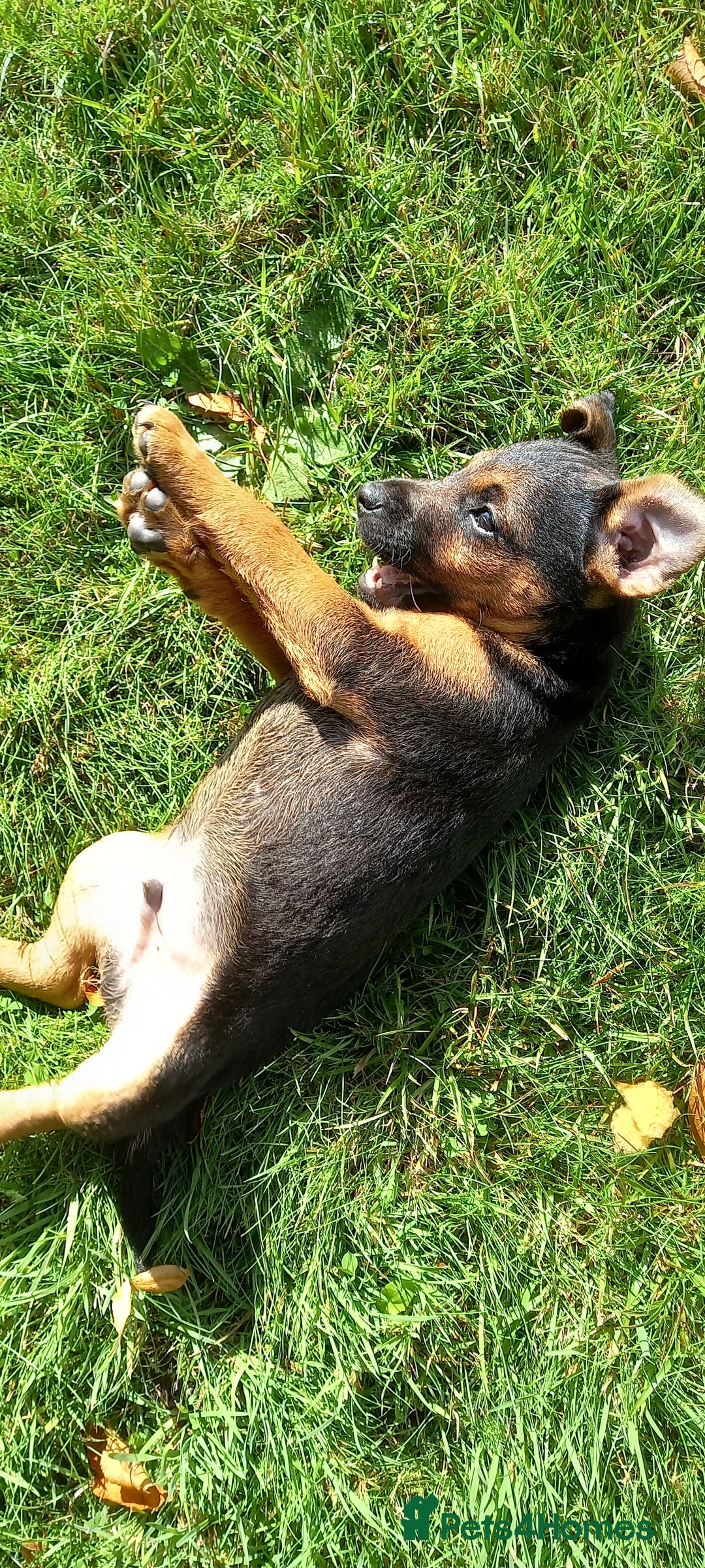 Mixed Breed dogs for sale: Border X Lakeland Terrier Puppies - Image 13