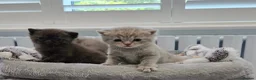 British Shorthair cats for sale: Gorgeous British Shorthair kittens Cute & Adorable - Advert 24
