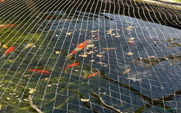 Koi Carp fish for sale: mixed koa - Image 4