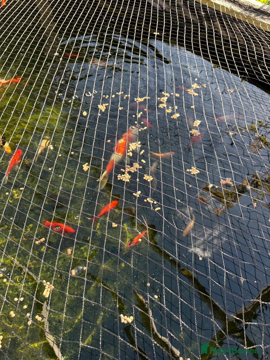 Koi Carp fish for sale: mixed koa - Image 4