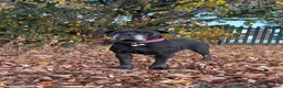 Cane Corso dogs for sale: CANE CORSO puppies ready to leave  - Advert 8