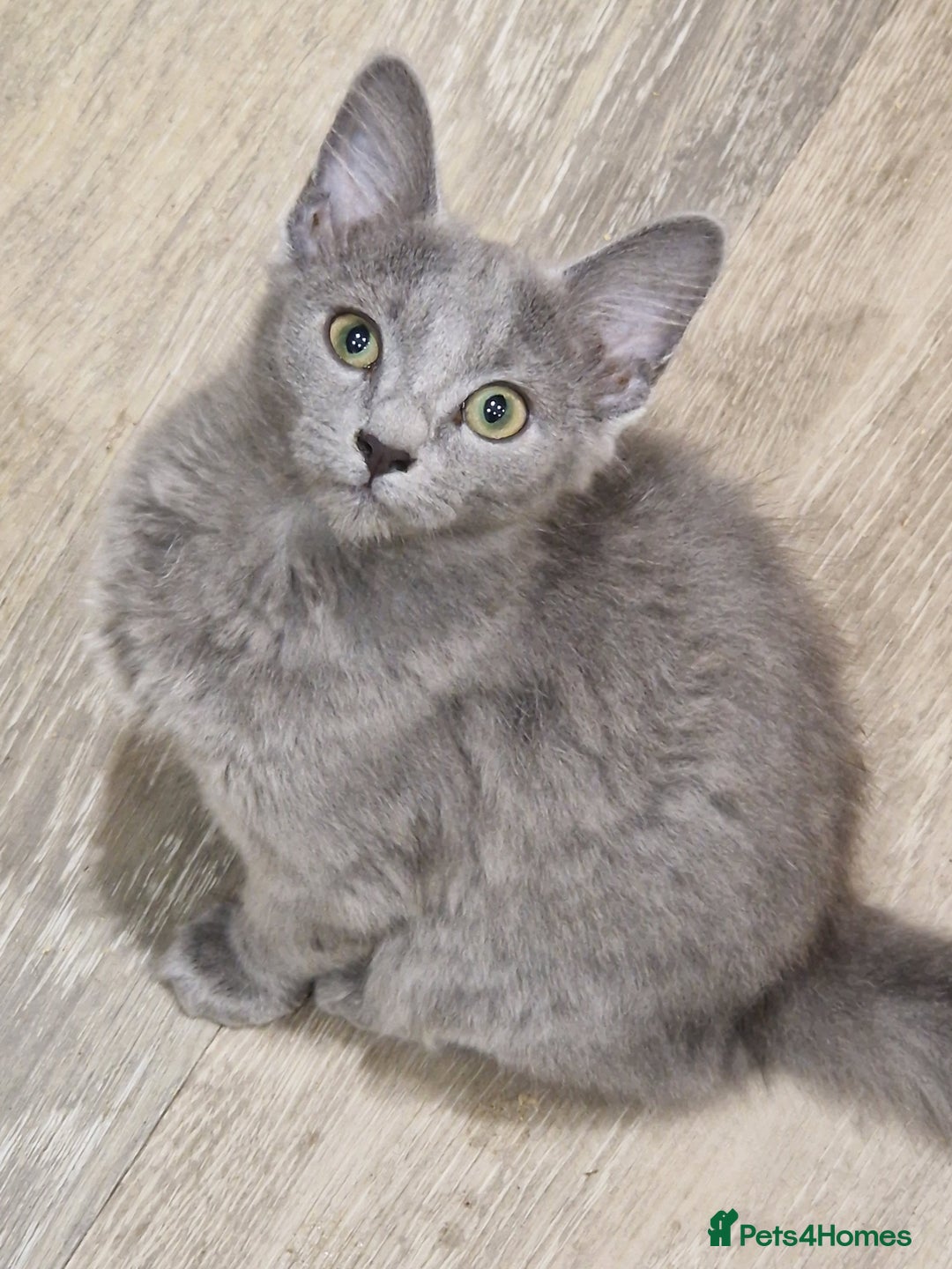 Nebelung cats for sale: Rare breed Pedigree Nebelung girl kitten  - Advert 2