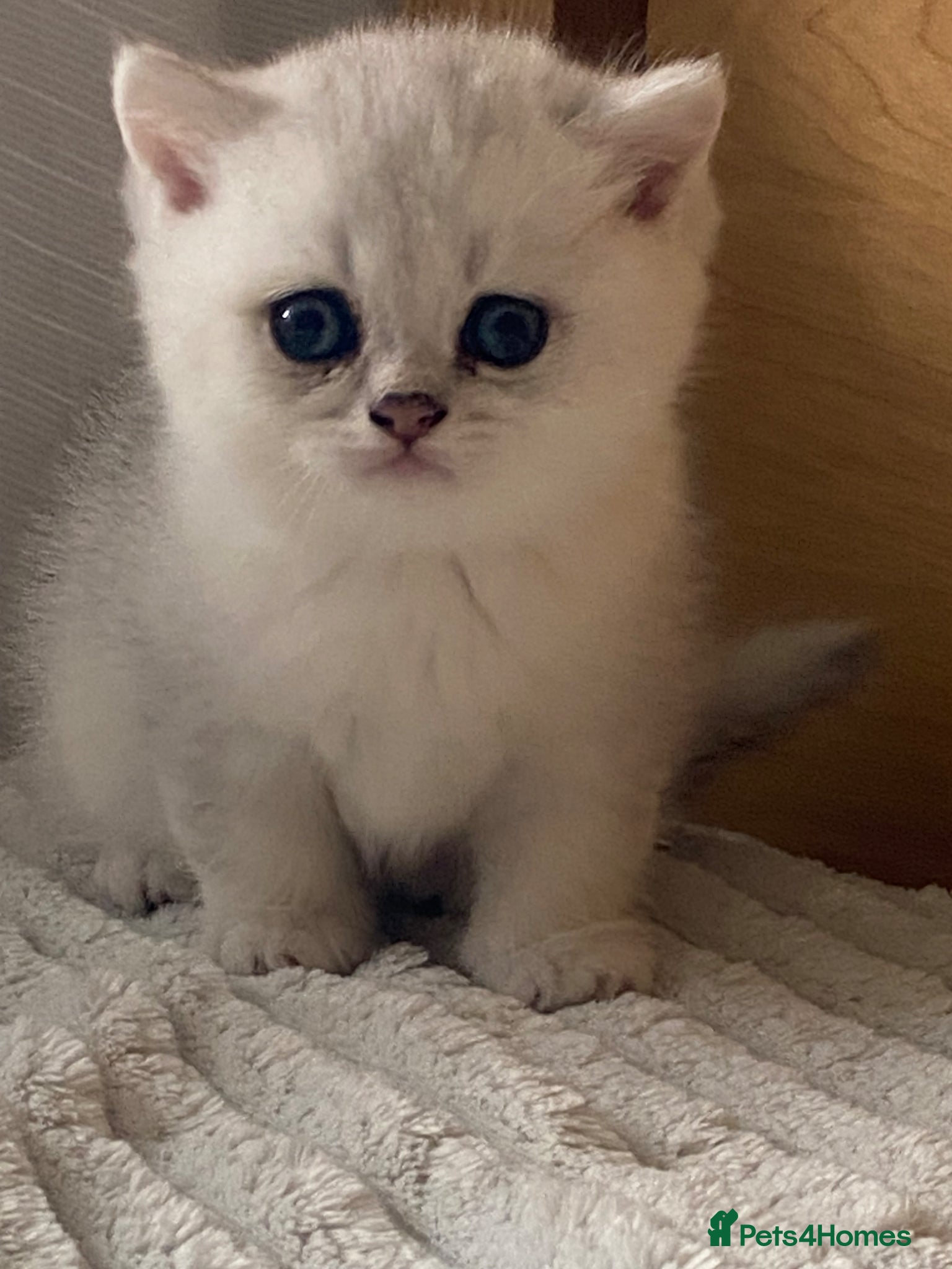 British Shorthair cats for sale: British Shorthair Golden & Silver Kittens  - Advert 6