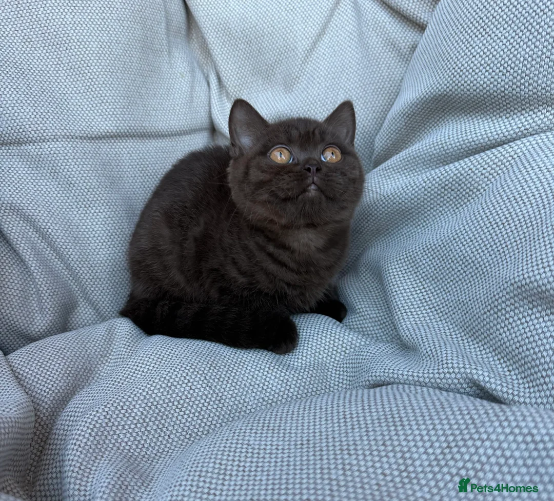 British Shorthair cats for sale: British Shorthair Chunky Chocolate Kittens🐻 - Advert 33
