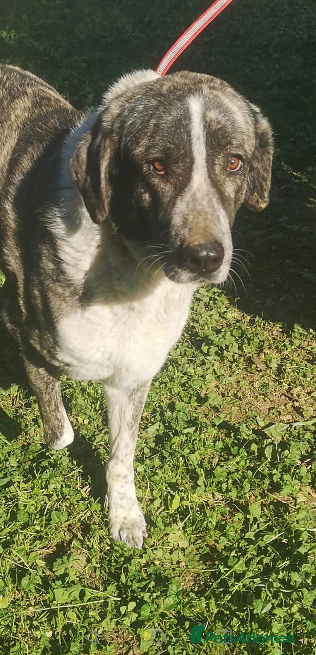 Mixed Breed dogs for adoption: Please can you offer Nana a home 🏡  - Advert 3