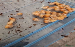 Snails invertebrates for sale: Giant African Land Snail babies - Image 3
