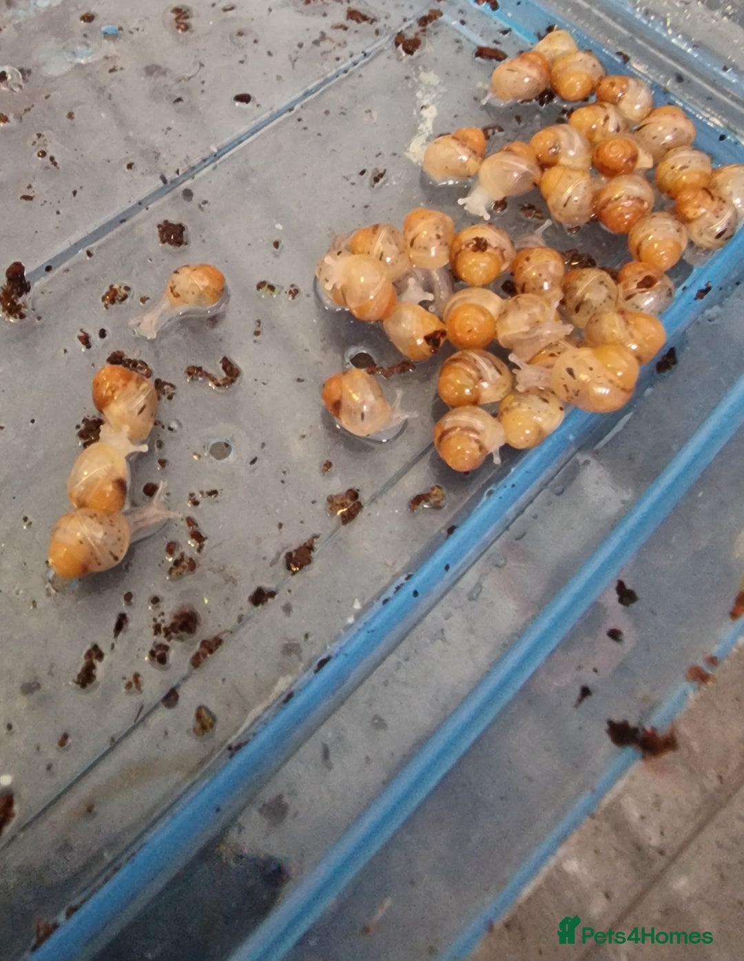 Snails invertebrates for sale: Giant African Land Snail babies - Image 3