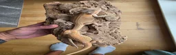 Bearded Dragon reptiles for sale: Baby Bearded Dragon  in Edinburgh - Advert 3