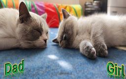 British Shorthair cats for sale: BSH Kittens Ready For New Homes Now - Image 11