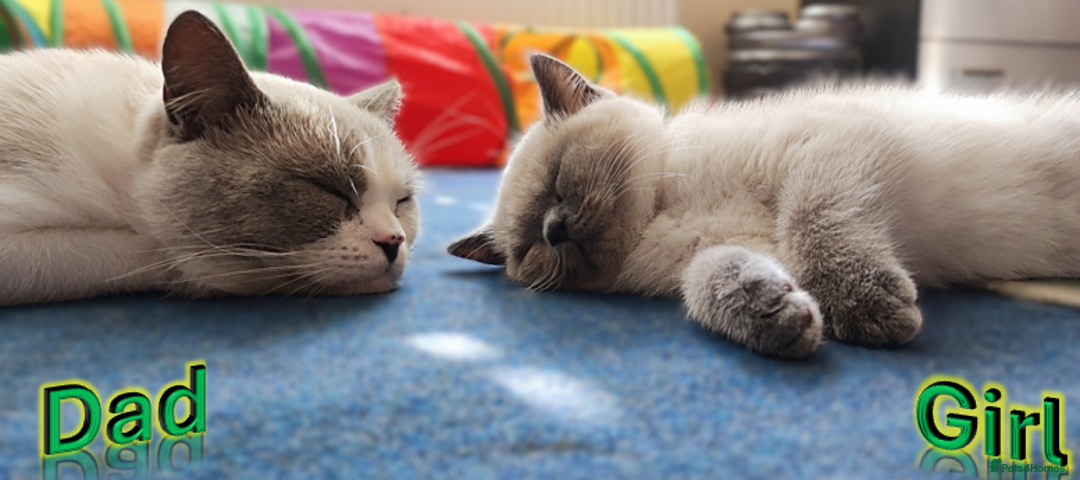 British Shorthair cats for sale: BSH Kittens Ready For New Homes Now - Image 11