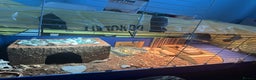 Tortoise reptiles for sale: 2 red foot tortoises for sale  - Advert 1