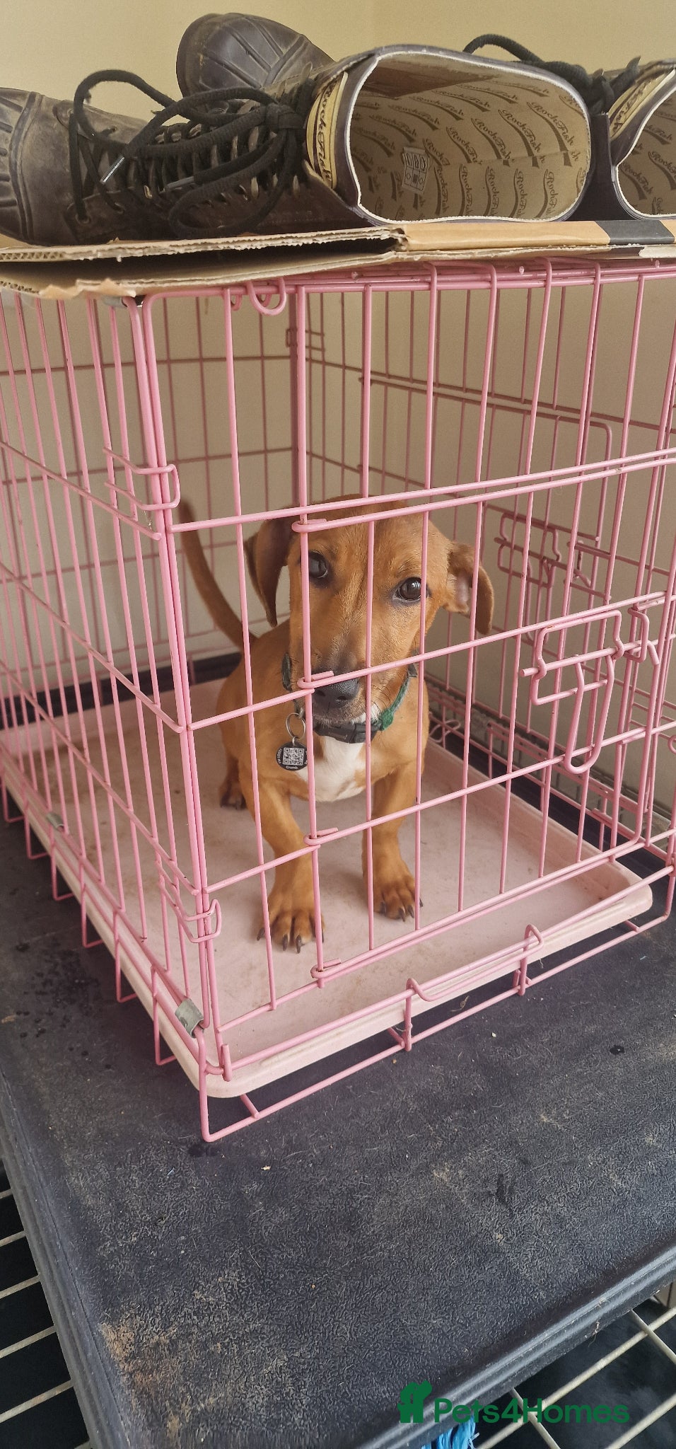 Mixed Breed dogs Male Daffie puppy (Miniature Dachshund x staffie) - Advert 5
